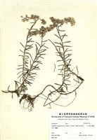 藏品(玉山抱莖籟蕭)的圖片